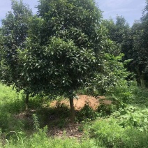 大叶女贞女贞基地现挖现发各种规格全国发货欢迎咨询