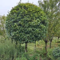 精品桂花
