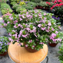 草海桐蓝扇花盆栽多年生草本植物花坛庭院阳台楼顶驱蚊趣味花