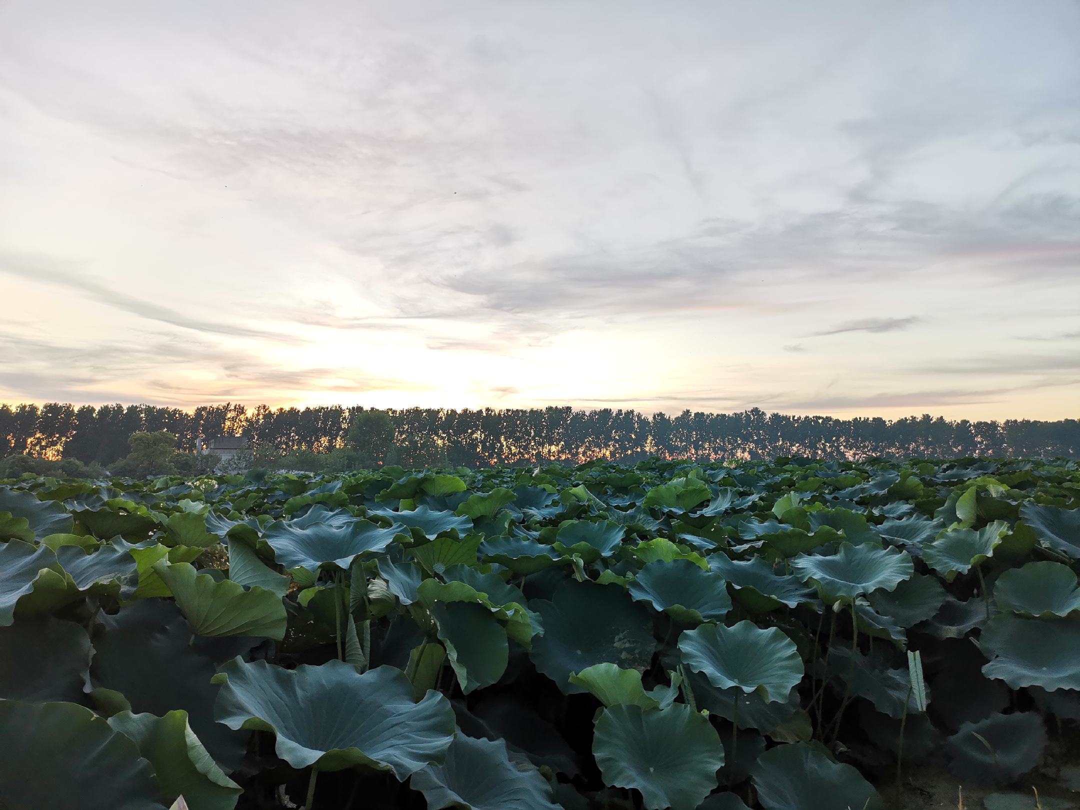 一片清澈水塘中,绿莲藕植株挺立水面,叶片圆润舒展,茎秆笔直,部分藕节已从泥中翻出,露出淡青绿色的外皮,表面光滑无斑点,体现健康生长状态 绿莲藕田间生长实景图