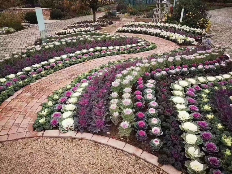 羽衣甘蓝花园景观