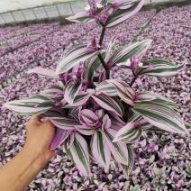 油画婚礼吊兰盆栽观叶水培植物花卉室内好养易活办公室桌面绿
