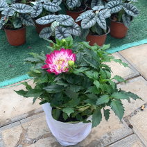 小丽花