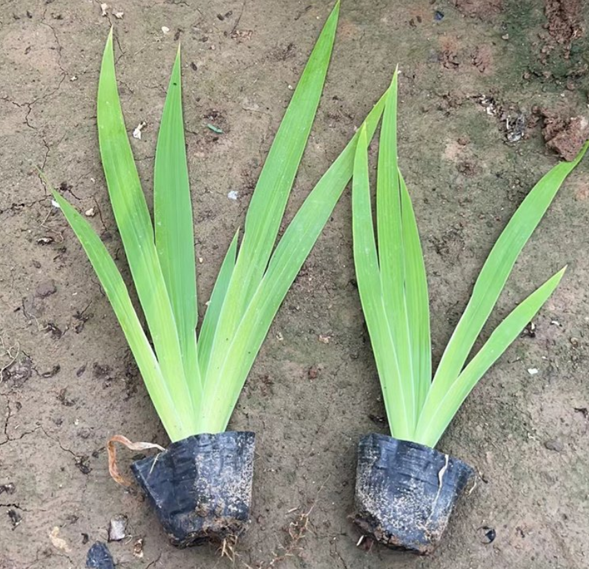 鸢尾苗在园林景观中的应用实例,花坛与道路两侧种植,色彩协调,提升整体美感 鸢尾苗在园林景观中的应用