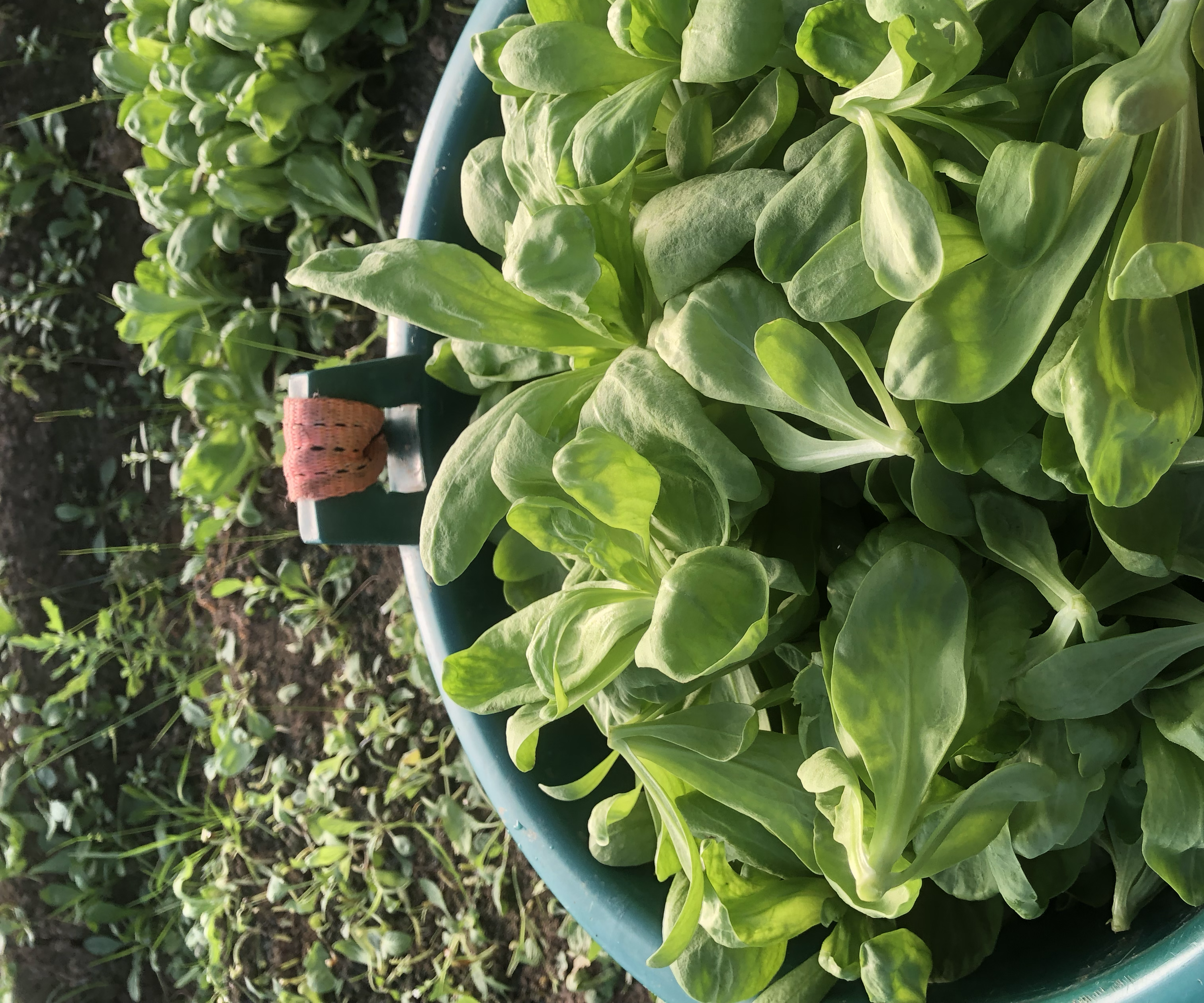 一株叶子形态酷似茼蒿的花卉,叶片羽状分裂,花朵呈淡黄色 叶子长得像茼蒿的花