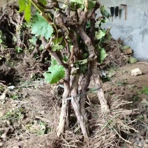 占地葡萄树淘宝葡萄树，质量好，价格实惠，