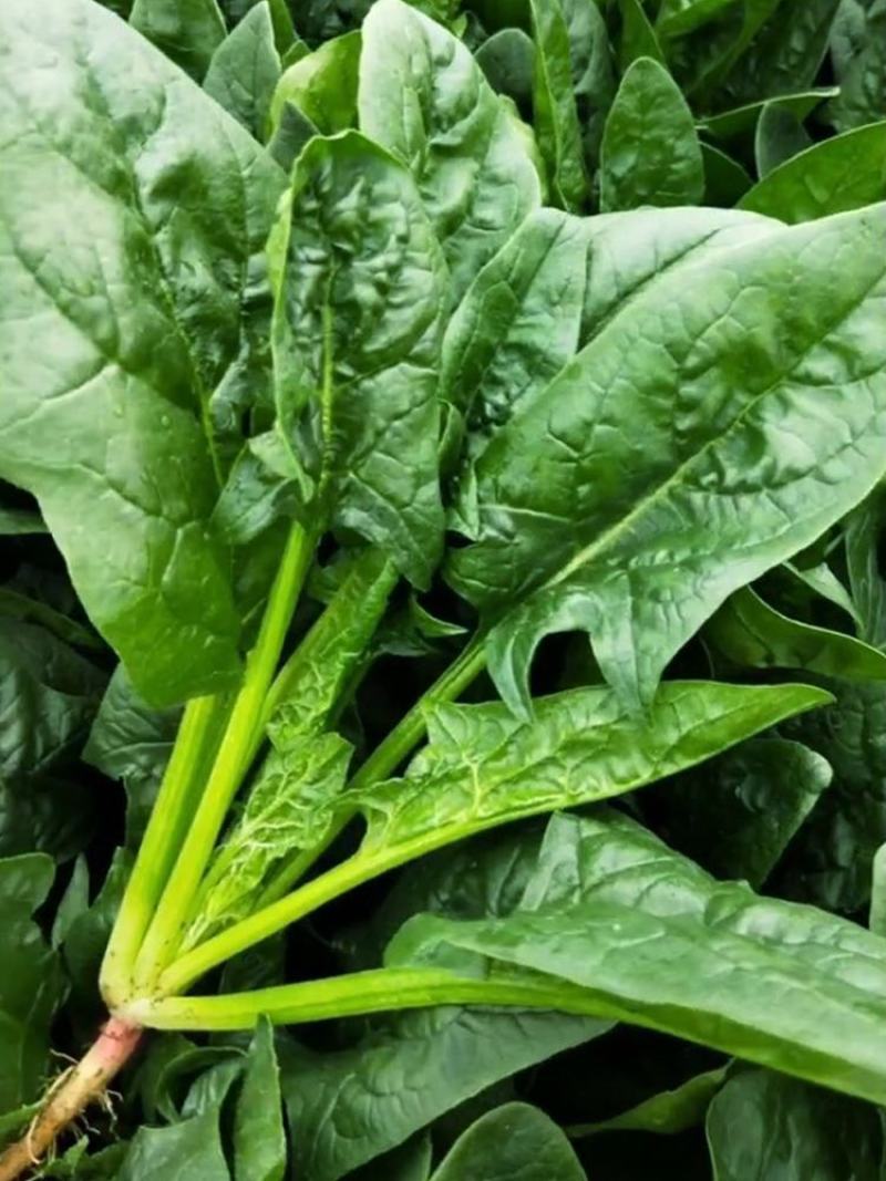 精品菠菜辽宁沈阳精品大叶菠菜全国支持发货欢迎采购