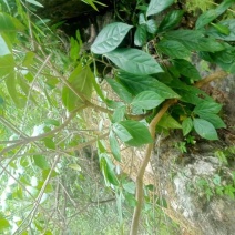 马比木根