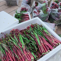 精品红菜苔