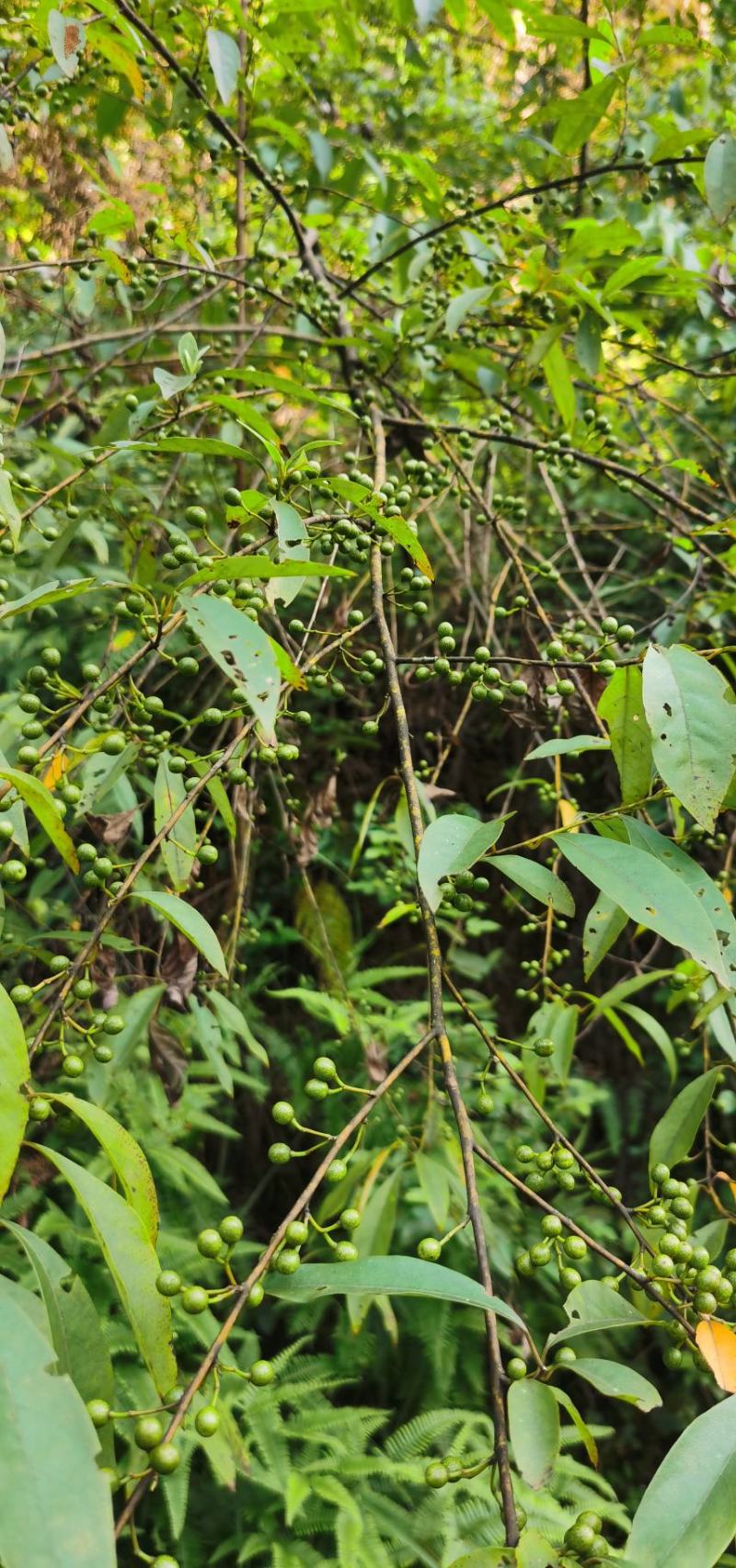 山苍子苗大量出售图片