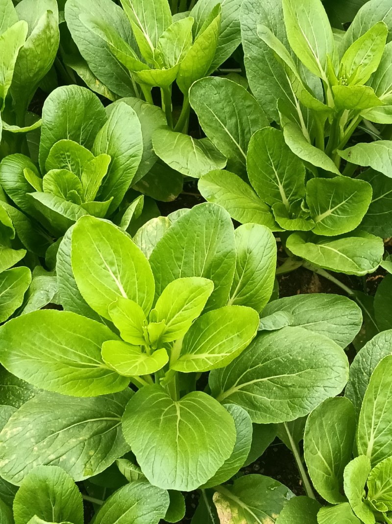 大白菜u盘手机版下载_小白一键重装系统手机版