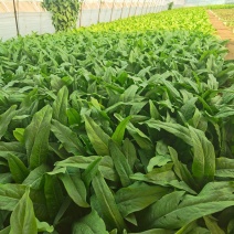 大棚现割油麦菜