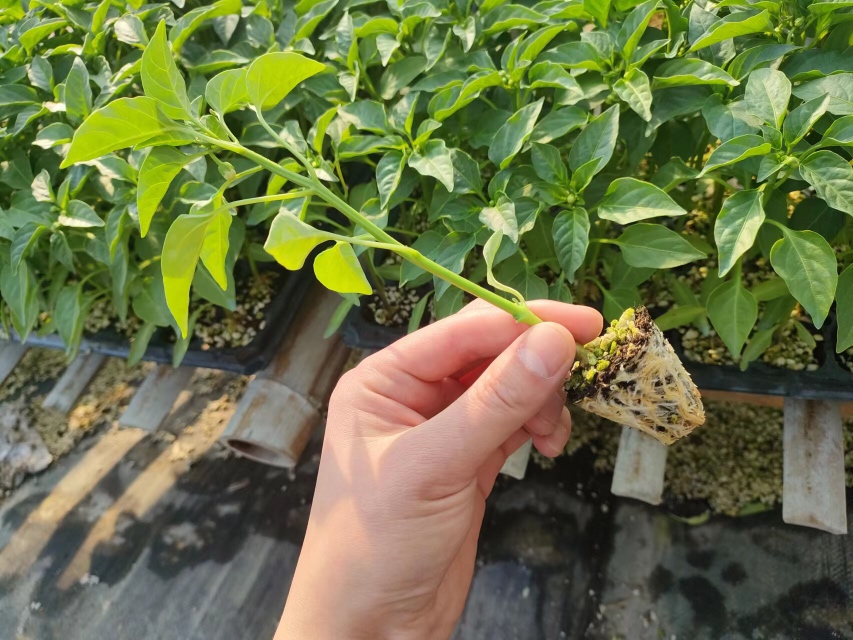 螺丝椒植株生长状态
