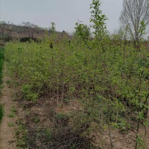 杜梨苗～多次断根移植苗，根系发达，现挖现发，保湿发货。