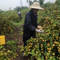 我卖刺梨鲜果干果都有