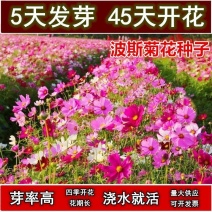 波斯菊种子花海种子花种子95%芽率播种40天开花包邮