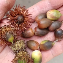 槲树籽橡籽槲栎种子栓皮栎，粽叶种子