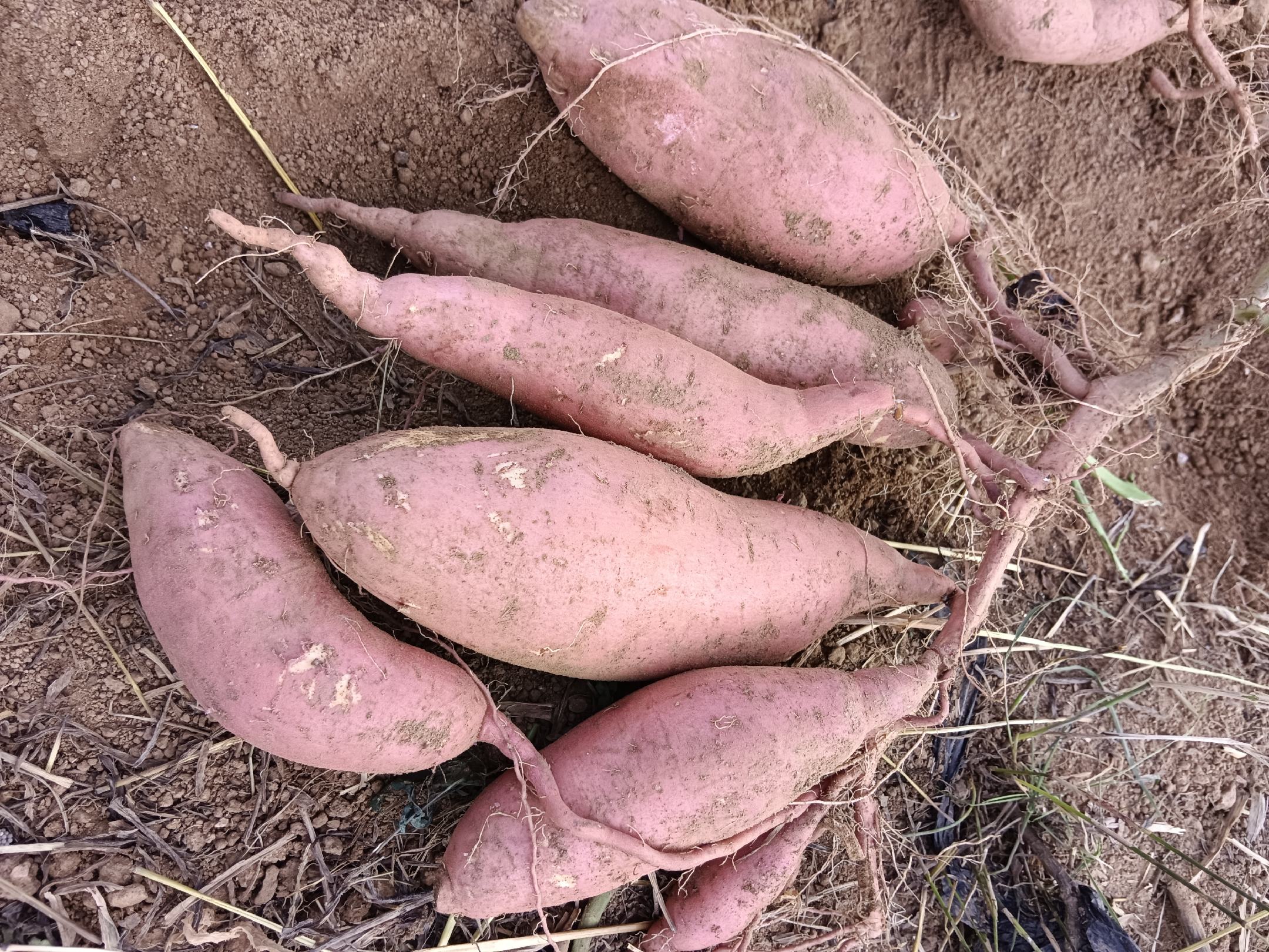 田间生长的烟薯25植株与收获后的块根对比图