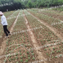 玻璃纤维杆，小拱棚，苗棚，小拱棚支架，拱棚杆，诚信经营