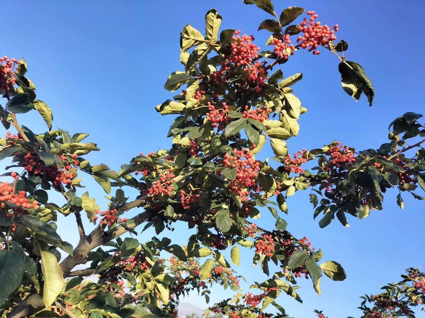 果园中的玫瑰血橙树