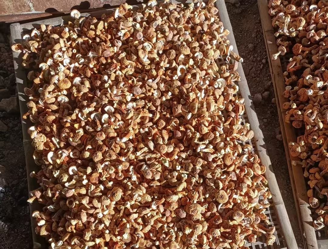 姬松茸在阳光下晾晒的场景