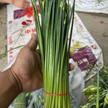 产地发货韭苔，货源充足，量大从优，欢迎选购