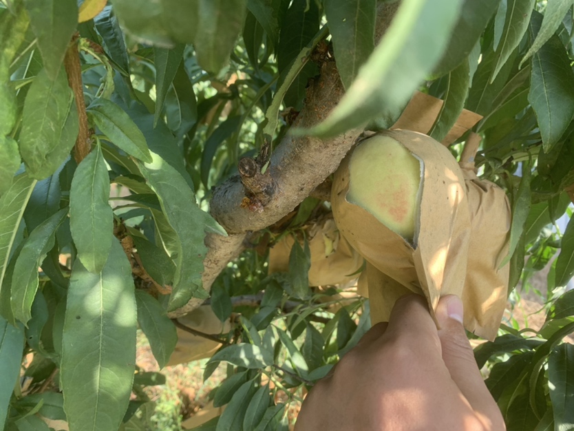 冬桃人工套袋操作示意图