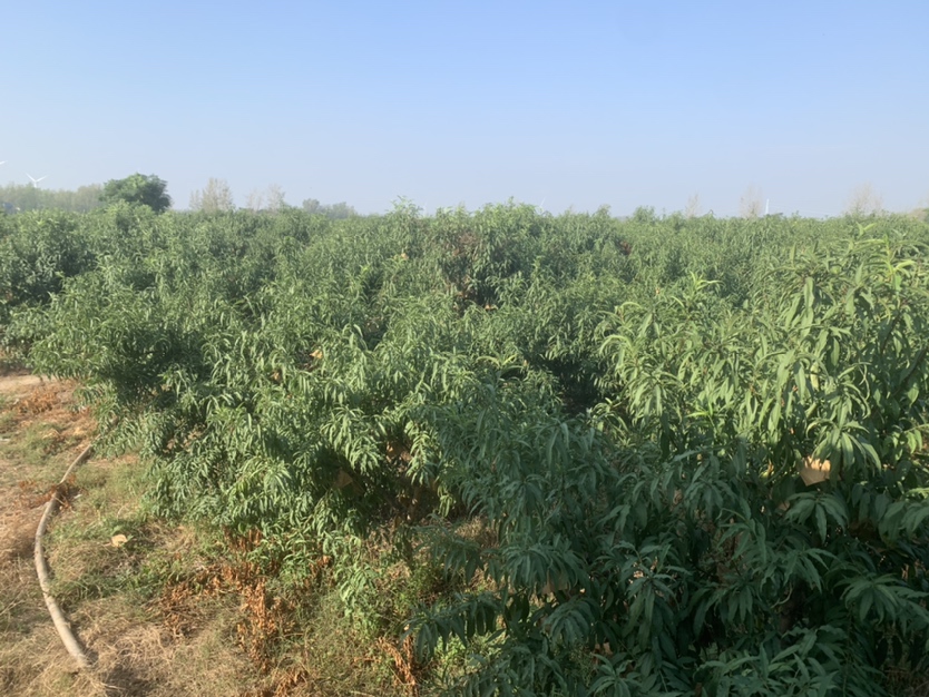 展示湖南冬桃种植基地的规模化种植场景,阳光下的果园与丘陵地貌相映成趣 湖南冬桃种植基地航拍图