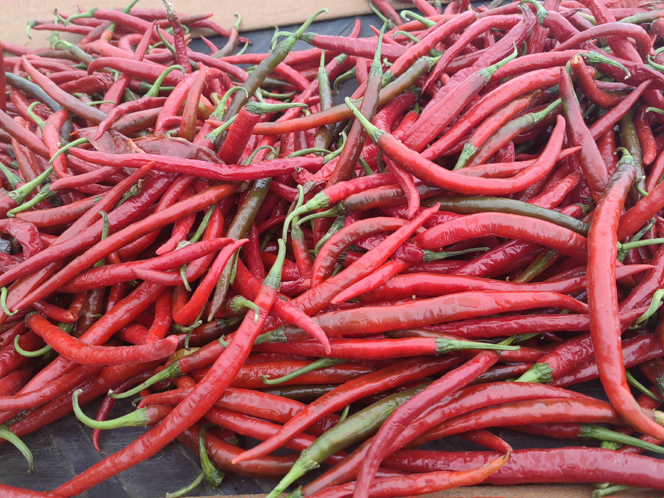 成品酱油泡线椒展示