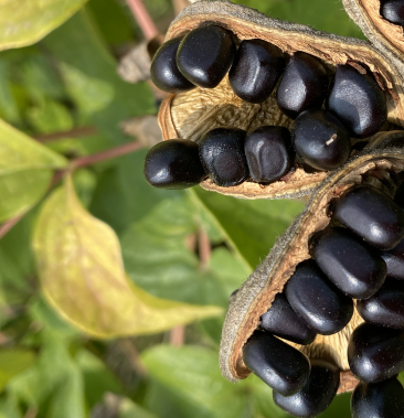 [凤丹牡丹籽批发]牡丹籽价格4.00元/斤 - 一亩田