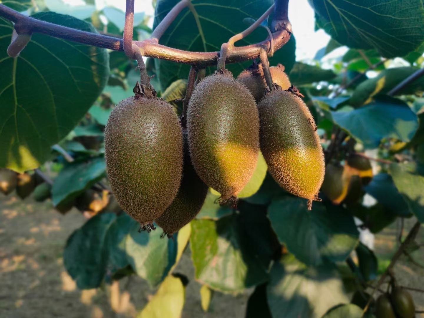 翠香猕猴桃新鲜采摘特写