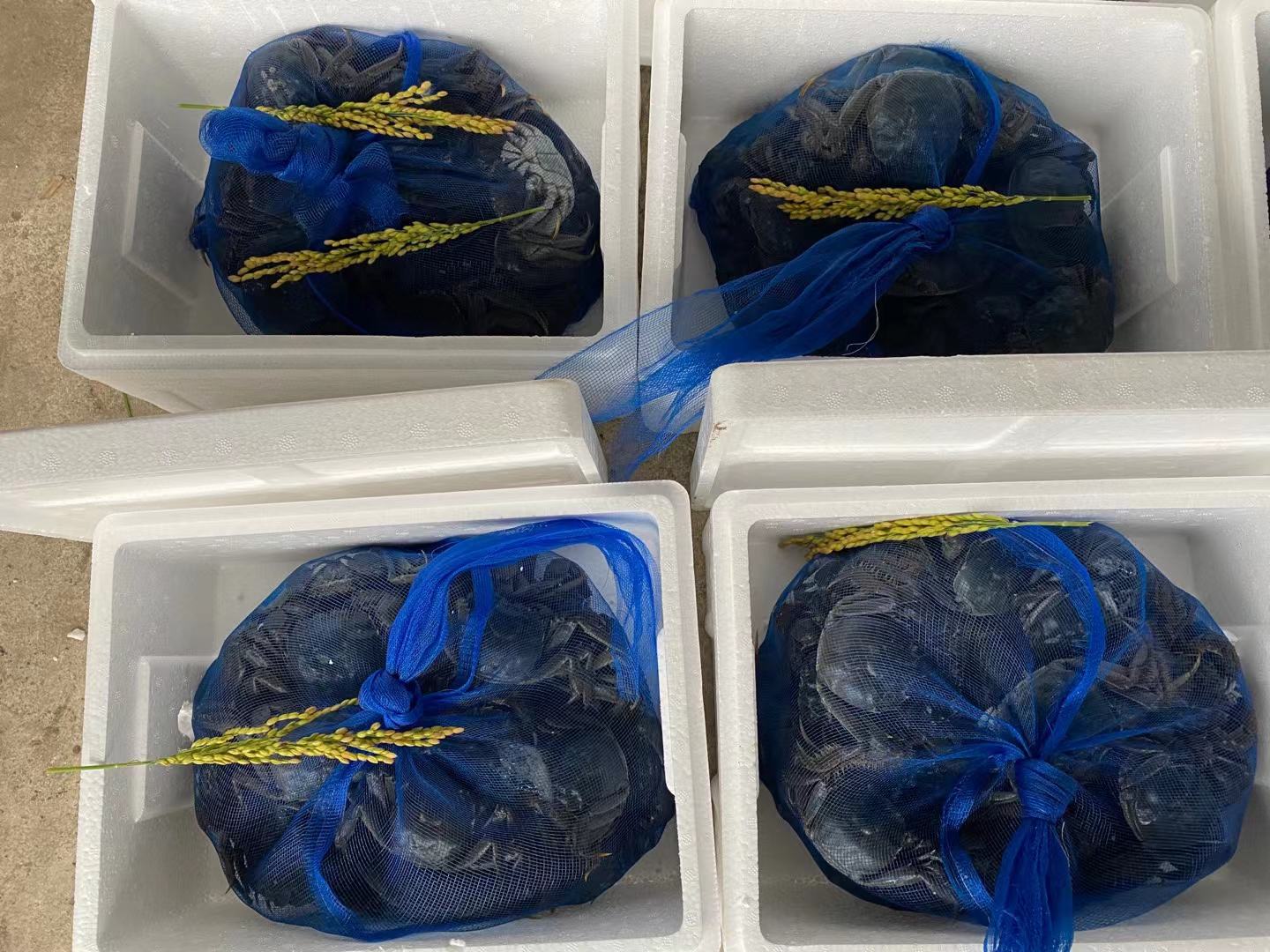 挑选新鲜远海梭子蟹