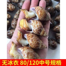 花螺鲜活新鲜海螺东风螺海鲜水产冷冻花螺