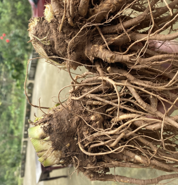 [当归批发]新鲜当归 甜当归 菜当归 社区团购 四川中江价格5.