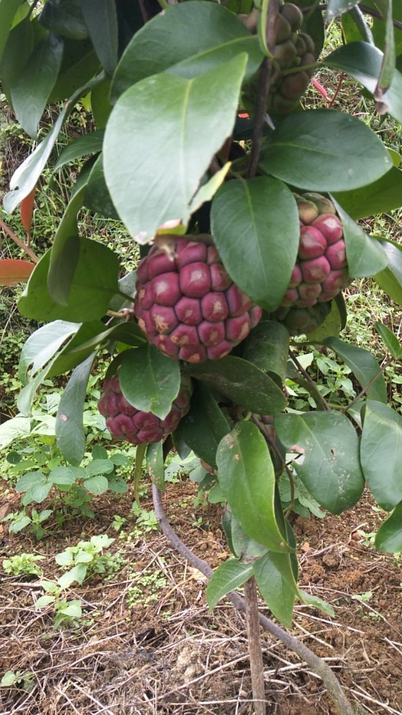黑老虎果,布福娜果广西大瑶山种植基地直发一手货源现摘现卖