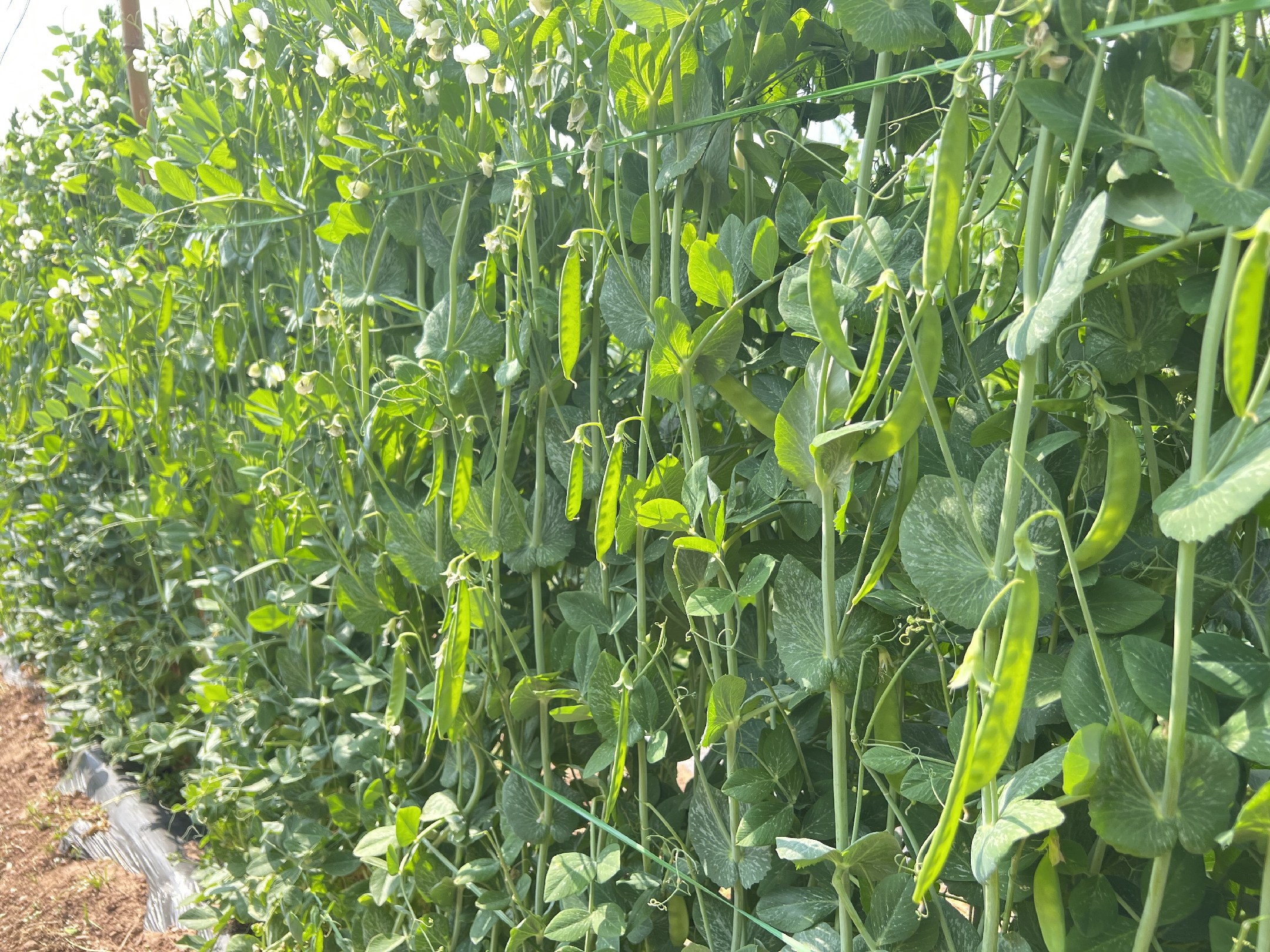 荷兰豆田间种植场景