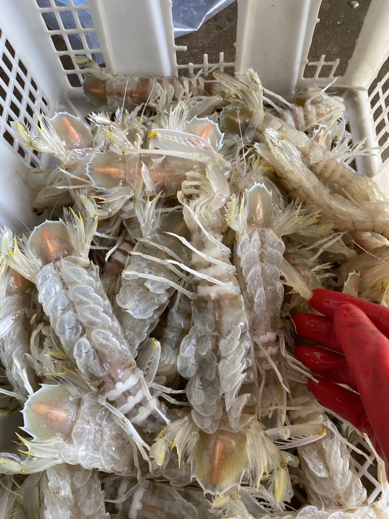北海全母带膏皮皮虾熟冻虾爬子带籽濑尿虾一手批发