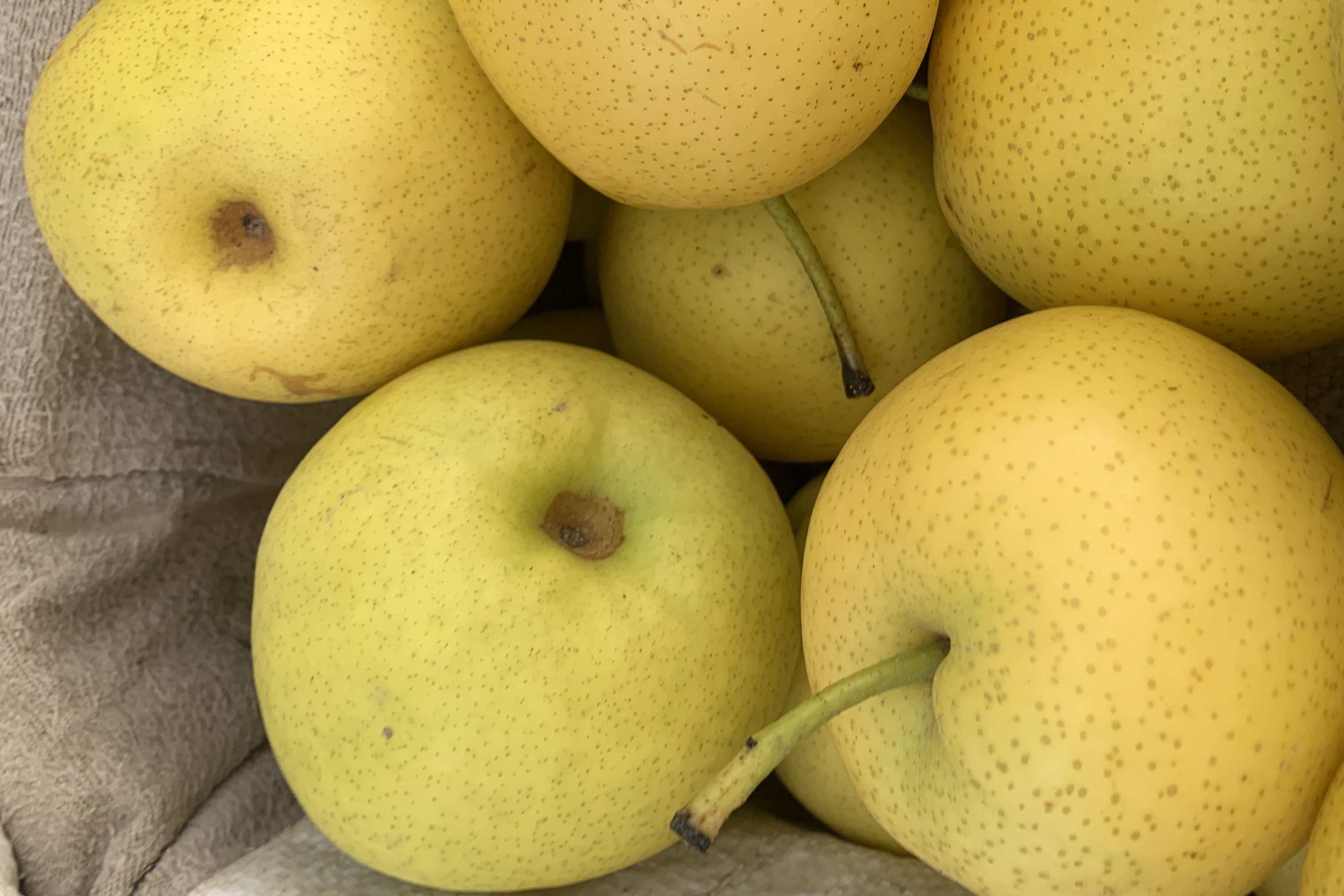 金黄色的皇冠梨整齐摆放在木质托盘上，背景为清晨果园，阳光透过树叶洒在果实表面，部分梨子带叶枝，展现自然生长状态