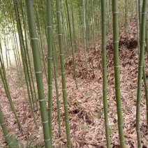 钢竹::::::::::::::::::