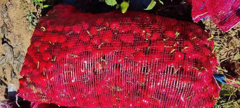 胡椒采摘现场特写