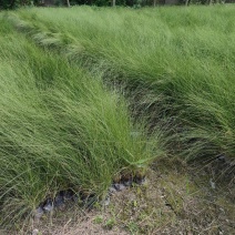 粉黛乱子草高度30-1.2m，小杯-双色杯