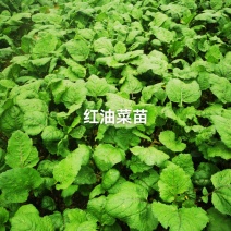 红油菜种苗，红菜苔苗，棒棒青苗，莴笋青苗大白菜苗