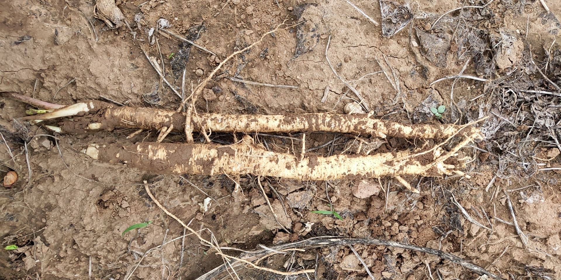 北沙参植株与干燥根部特写
