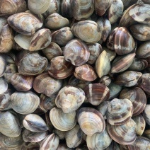 鲜活美贝海蛤蜊新鲜黄蛤蜊大花甲大文蛤蜊贝类