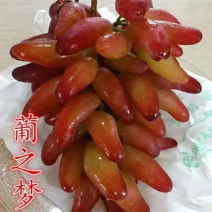 新品种葡之梦葡萄苗爬藤地栽盆栽南北方种植金手指葡萄树包邮