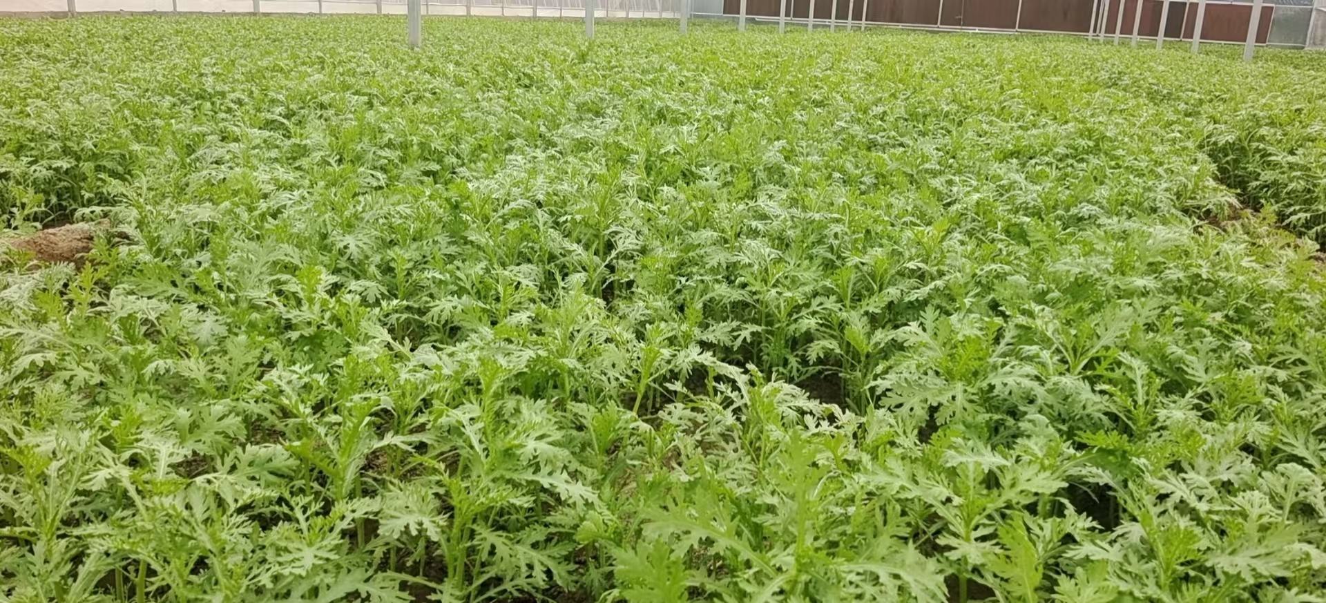 大叶茼蒿的植株形态