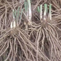 芦笋苗，育苗基地现挖芦笋苗，大小芦笋种苗都有