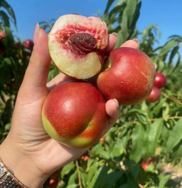 [珍珠枣油桃苗批发]珍珠枣油桃苗0号 嫁接苗 脱毒苗 预定不议价价格4.