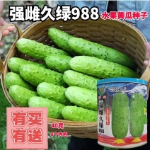 罐装强雌久绿刺雌性黄瓜种子抗病高产大包水果黄瓜种籽秋季露