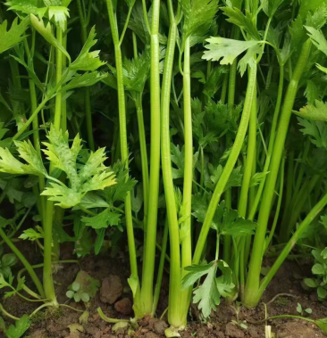 [玻璃脆芹菜批发]芹菜玻璃翠价格1.00元/斤 - 一亩田